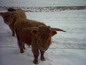 Winterlandschaft mit Rindvieh