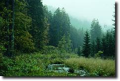 harzwald
